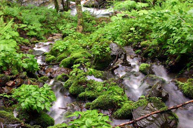 春の産地見学・・山菜編・・